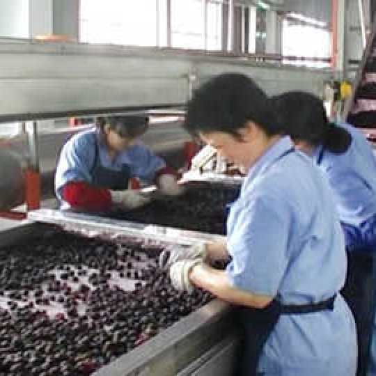 Dây chuyền chế biến nước ép dâu tây Strawberry, nước ép mâm xôi, phúc bồn tử Raspberry, nước ép việt quất Blueberry